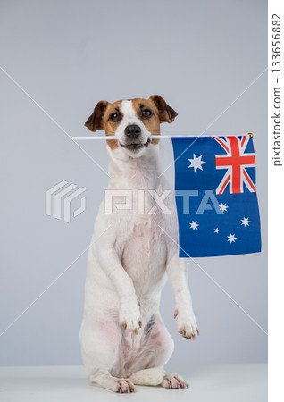 Jack Russell Terrier Dog Holding Australian Flag. Jack Russell Terrier Dog Holding Australian Flag. 133656882