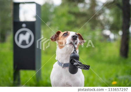 Adorable Dog with Waste Bag Ready for a Walk.  133657297