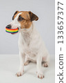 Jack Russell Terrier Dog Holds Rainbow Bracelet in Mouth. LGBT Concept.  133657377
