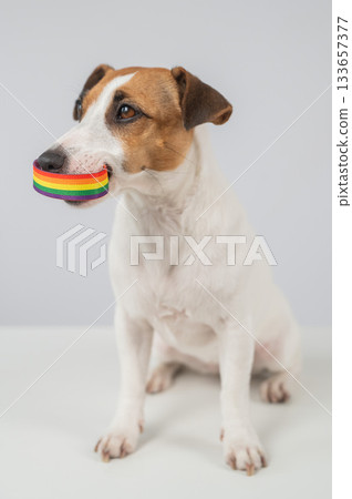Jack Russell Terrier Dog Holds Rainbow Bracelet in Mouth. LGBT Concept.  133657377