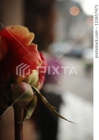 A rose on a table in a cafe opposite the window A rose on a table in a cafe opposite the window 133657471