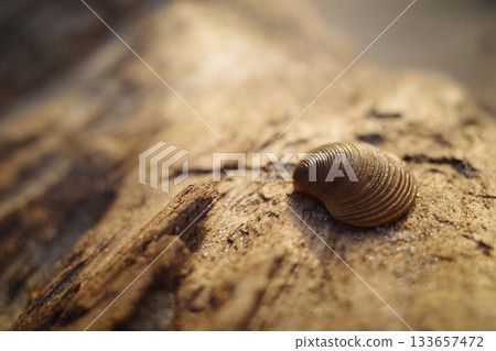 Brown seashell on textured wood Brown seashell on textured wood 133657472