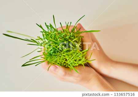 Girl's hands hold sprouted oats on a white background. The concept of a healthy and eco-friendly lifestyle. 133657516