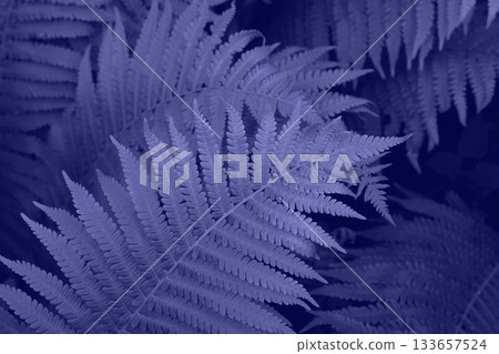 Very Peri beautiful view of fern plant in monochrome color. Forest very peri colored fern plants. Trendy color 2022. Very peri color background. Very Peri beautiful view of fern plant in monochrome color. Forest very peri colored fern plants. Trendy color 2022. Very peri color background. 133657524