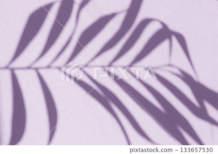 Shadow leaf dypsis on wall. Very Peri Pantone color of the year 2022. 133657530