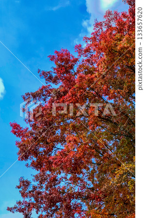 Bright scarlet leaves create striking fall canopy against clear sky Bright scarlet leaves create striking fall canopy against clear sky 133657620