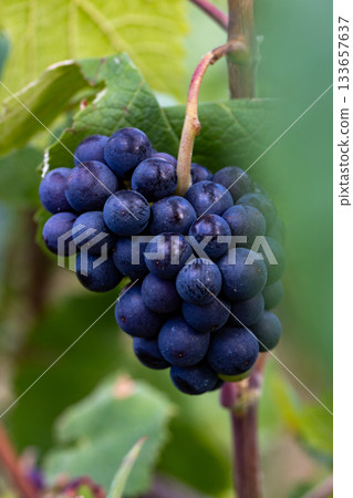 Reims, Marne, Grand-Est, France, August, 28th, 2025, Champagne Area, BCloseup of luscious purple 133657637