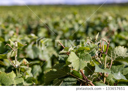 Reims, Marne, Grand-Est, France, August, 28th, 2025, Champagne Area, BExpansive grape growing areas Reims, Marne, Grand-Est, France, August, 28th, 2025, Champagne Area, BExpansive grape growing areas 133657651