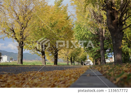 淺倉農業高中舊址的銀杏樹 淺倉農業高中舊址的銀杏樹 133657772