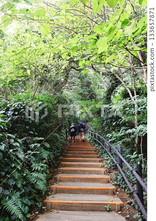 A walking trail on Sarushima, an uninhabited island off the coast of Yokosuka A walking trail on Sarushima, an uninhabited island off the coast of Yokosuka 133657871