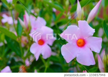 A spring garden landscape with soft, pale pink flowers. A spring garden landscape with soft, pale pink flowers. 133657948