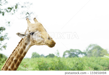 Close-up portrait of a giraffe head and neck, with its distinctive spotted pattern visible. The background features a blurred lush green landscape and bright sky, creating a natural setting. Close-up portrait of a giraffe head and neck, with its distinctive spotted pattern visible. The background features a blurred lush green landscape and bright sky, creating a natural setting. 133658494