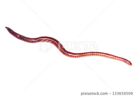 Stretched earthworm Stretched earthworm 133658509