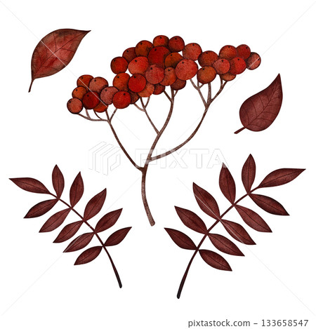 Vibrant watercolor rowan branch, adorned with bright red berries and striking autumn leaves, set against a pristine white background. Vibrant watercolor rowan branch, adorned with bright red berries and striking autumn leaves, set against a pristine white background. 133658547