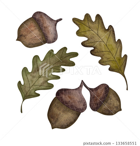 Graceful watercolor oak leaves and acorns, rendered in a serene green-brown palette on a crisp white background. 133658551