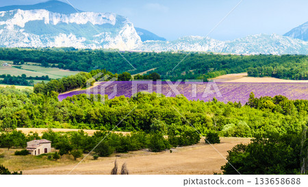 Provence landscape with lavender fields, France Provence landscape with lavender fields, France 133658688