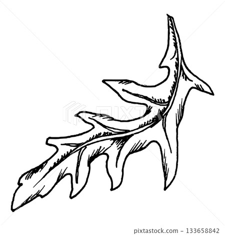 Vector illustration of an arugula leaf featuring slim lobes and a defined central vein. The clean linear style fits herb set, salad mixes, fresh ingredient, sandwich graphics and pizza topping concept 133658842