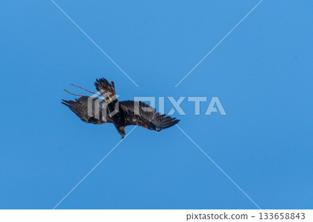 A golden eagle hunting demonstration. 133658843