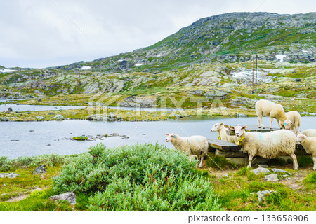 Sheeps in norwegian mountains Sheeps in norwegian mountains 133658906