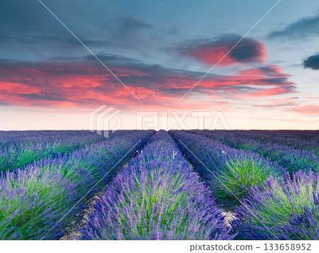 Lavender field at sunset. Provence France Lavender field at sunset. Provence France 133658952
