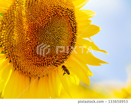 Blooming sunflower with honey bee Blooming sunflower with honey bee 133658953
