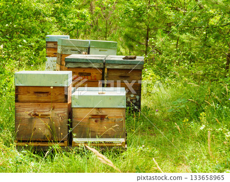 Bee hives in green forest. Beekeeping. Bee hives in green forest. Beekeeping. 133658965