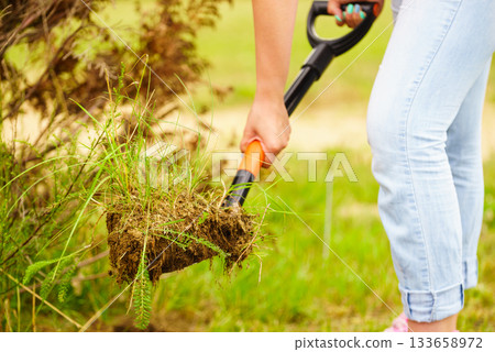 Woman remove tree from backyard, digging soil with shovel 133658972