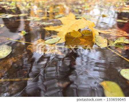 Reflections of autumn leaves in a serene puddle after the rain 133659045