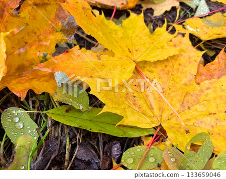 Bright autumn leaves resting on the forest floor after a rain shower Bright autumn leaves resting on the forest floor after a rain shower 133659046