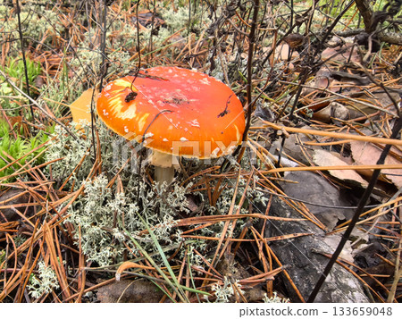 Bright orange mushroom stands out among green moss and fallen leaves 133659048