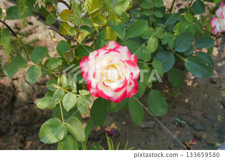 A white-pink chameleon rose flower in the garden. A white rosa chinensis with bright pink edges on its petals blooms isolated n a low-growing green bush in a flowerbed. Close-up. Natural background. A white-pink chameleon rose flower in the garden. A white rosa chinensis with bright pink edges on its petals blooms isolated n a low-growing green bush in a flowerbed. Close-up. Natural background. 133659580