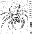 Detailed spider illustration with web for coloring book 133660066