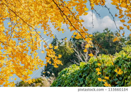 秋風中,金色的銀杏樹搖曳生姿 秋風中,金色的銀杏樹搖曳生姿 133660184
