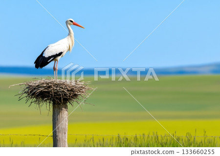 Stork stands tall in nest on wooden pole overlooking tranquil countryside landscape on a warm spring day with soft blue sky 133660255