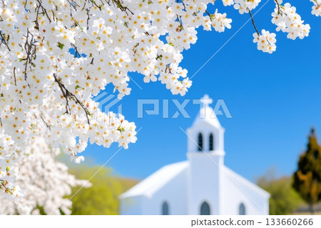 Serene countryside landscape with blooming willow trees and a small white church under a bright blue spring sky Serene countryside landscape with blooming willow trees and a small white church under a bright blue spring sky 133660266