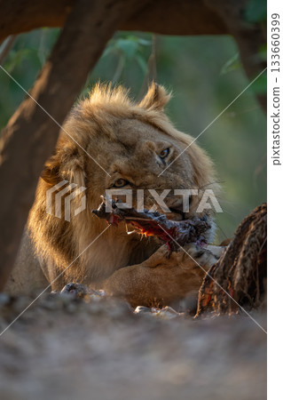 Male lion lies chewing on zebra leg Male lion lies chewing on zebra leg 133660399