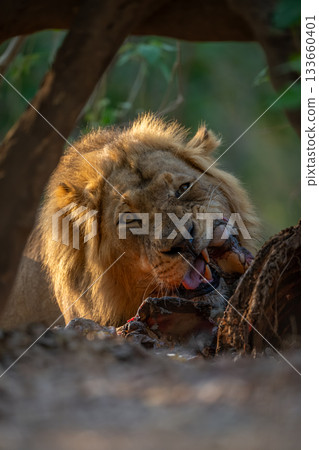 Male lion lies biting carcase in bushes Male lion lies biting carcase in bushes 133660401