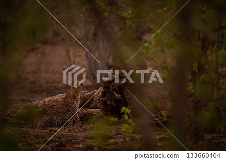 Male leopard sits beside log watching camera Male leopard sits beside log watching camera 133660404