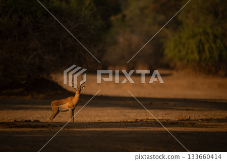 Male impala stands in clearing watching camera Male impala stands in clearing watching camera 133660414