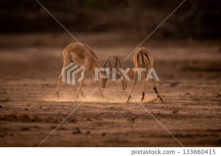 Male impalas challenge each other in clearing Male impalas challenge each other in clearing 133660415