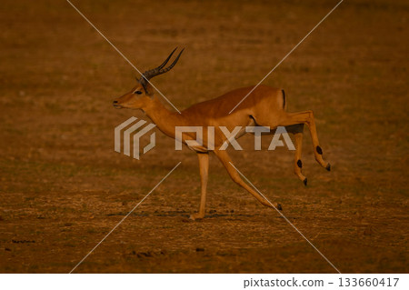 Male impala runs across plain in sunlight 133660417