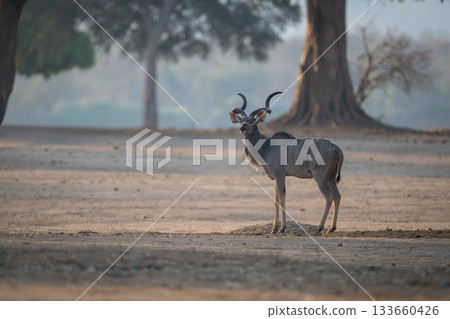 Male greater kudu stands near two impalas 133660426