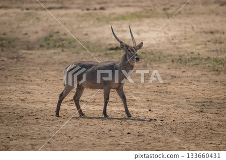 Male common waterbuck walks across dry riverbed Male common waterbuck walks across dry riverbed 133660431