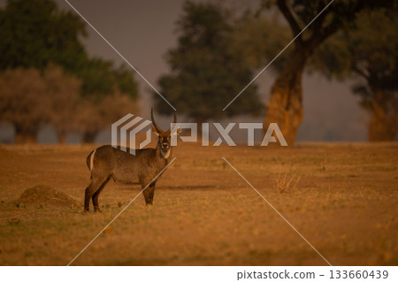 Male common waterbuck stands in grassy clearing Male common waterbuck stands in grassy clearing 133660439