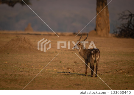 Male common waterbuck standing turning toward camera 133660440
