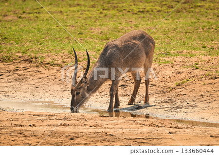 Male common waterbuck stands drinking from stream 133660444