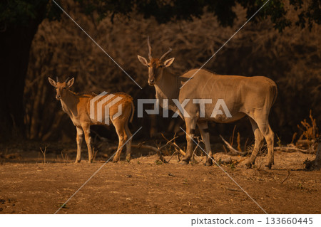 Male common elands stand together near trees 133660445