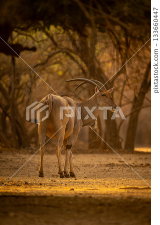 Male common eland stands staring into lens 133660447