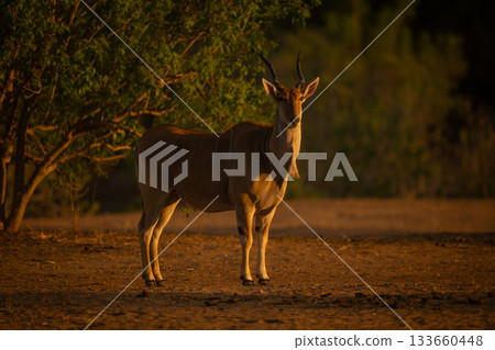 Male common eland stands sidelit by bushes Male common eland stands sidelit by bushes 133660448