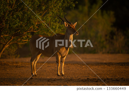 Male common eland stands sidelit by bush Male common eland stands sidelit by bush 133660449